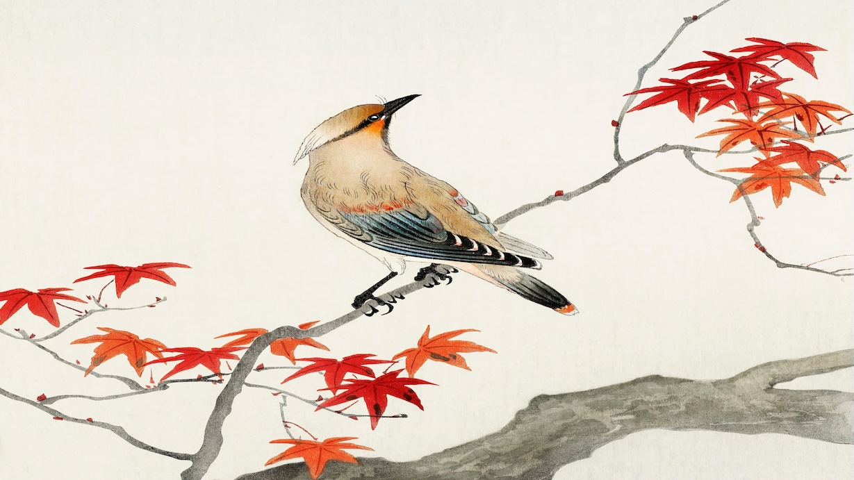 Bird on Maple Tree - Japanese Vintage Art