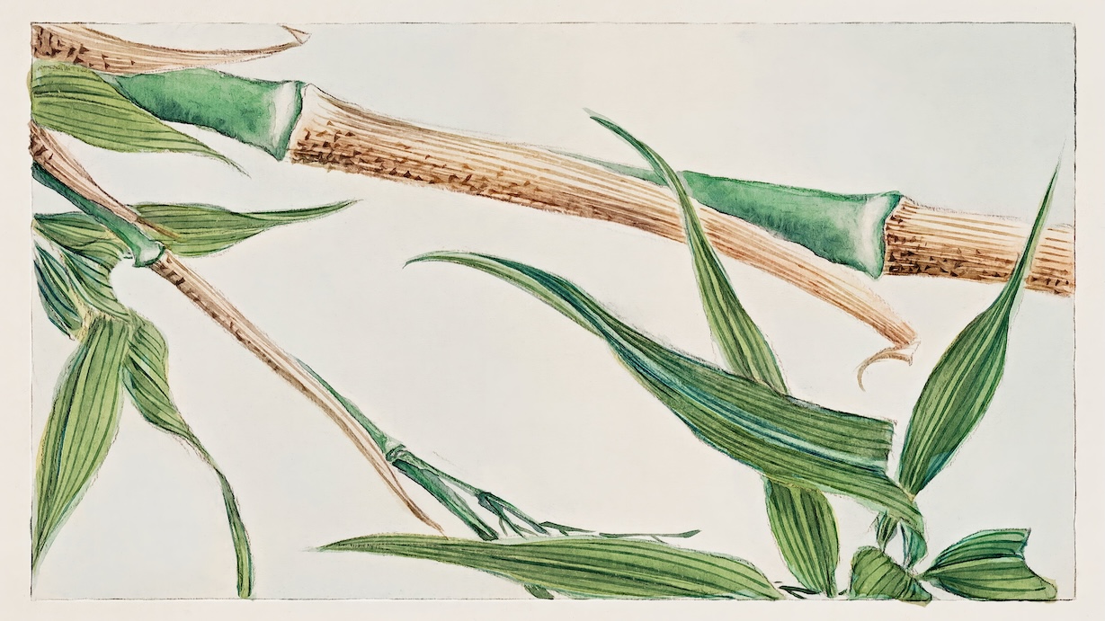 Japanese Bamboo - Japanese Vintage Art