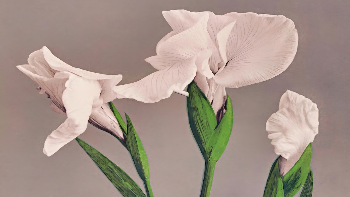 Japanese White Irises - Japanese Vintage Art