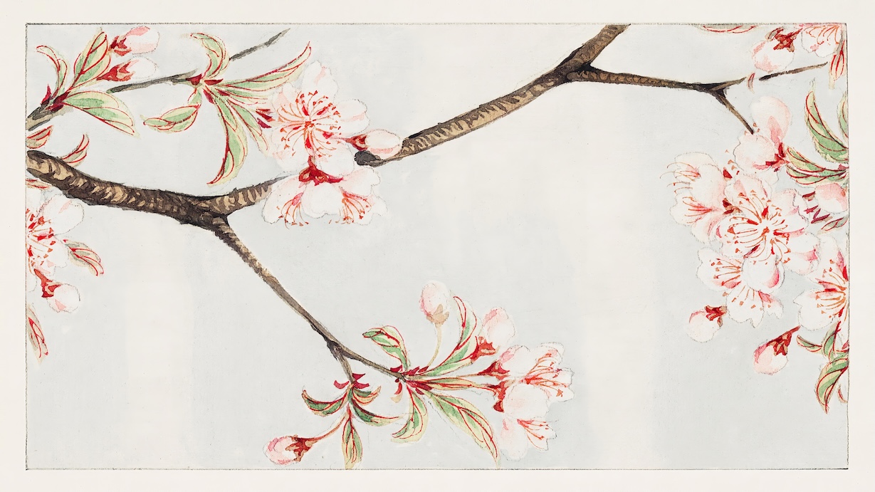 Sakura Cherry Blossom - Japanese Vintage Art