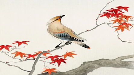 Bird on Maple Tree - Japanese Vintage Art