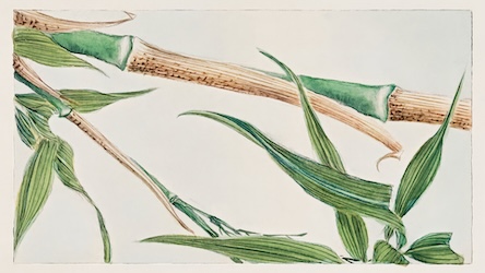 Japanese Bamboo - Japanese Vintage Art