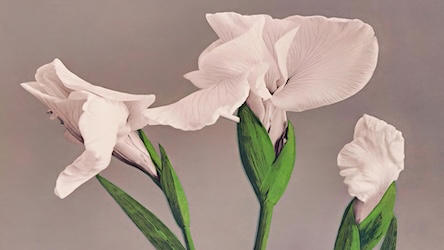 Japanese White Irises - Japanese Vintage Art
