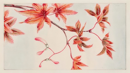 Maple Tree Branch - Japanese Vintage Art
