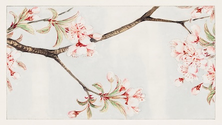 Sakura Cherry Blossom - Japanese Vintage Art