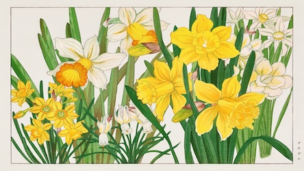 Vintage Japanese Daffodil - Japanese Vintage Art