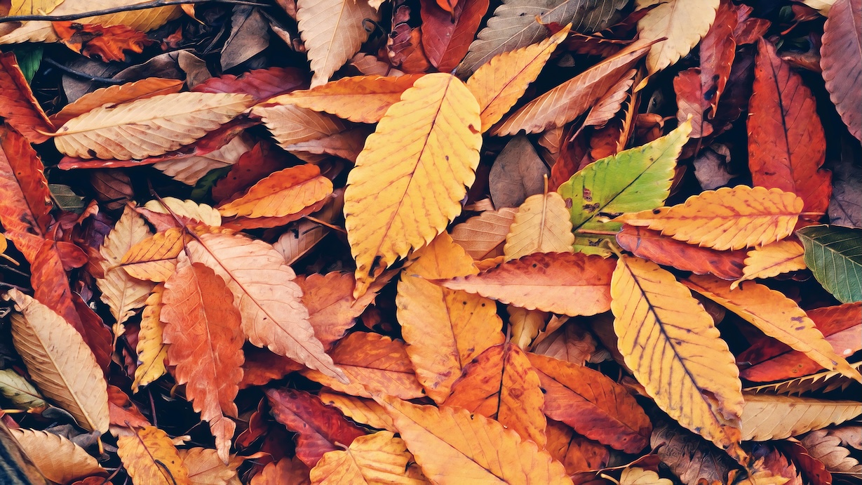 Autumn Fallen Leaves - Fallen Leaves Artist Autumn Art
