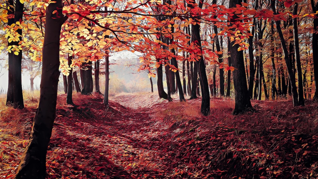 Autumn Forest - Autumn Forest Artist Autumn Art