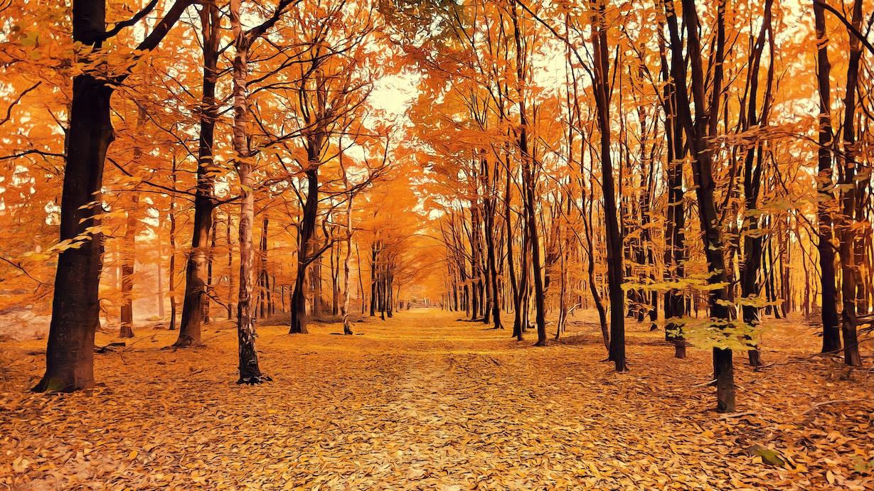 Autumn Forest Scenery - Forest Scenery Artist Autumn Art