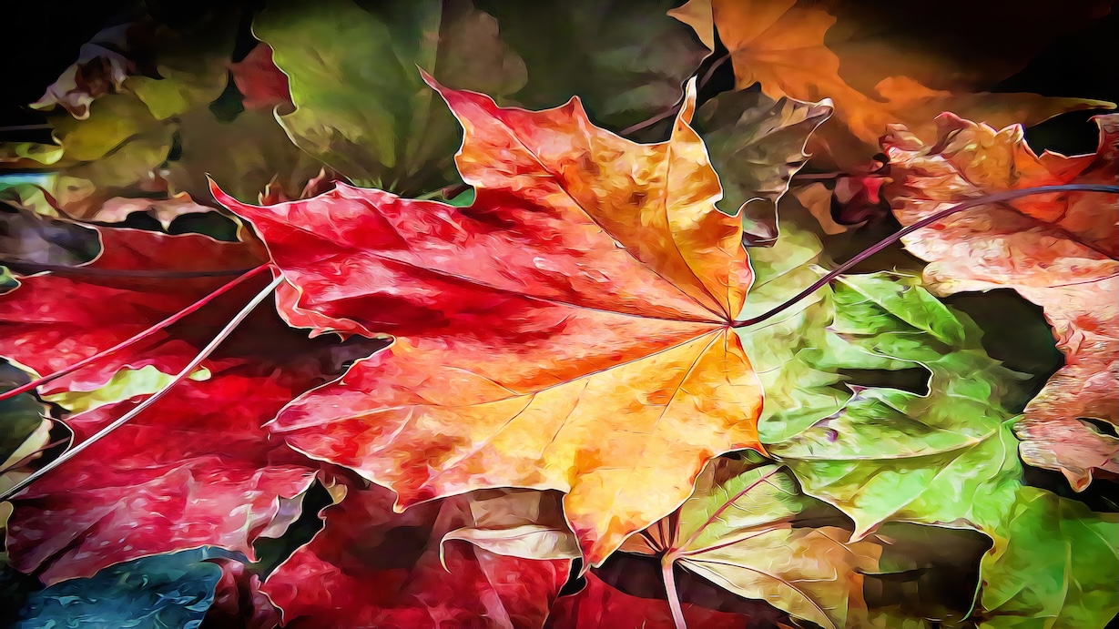 Autumn Season Maple Leaves - Maple Leaves Artist Autumn Art