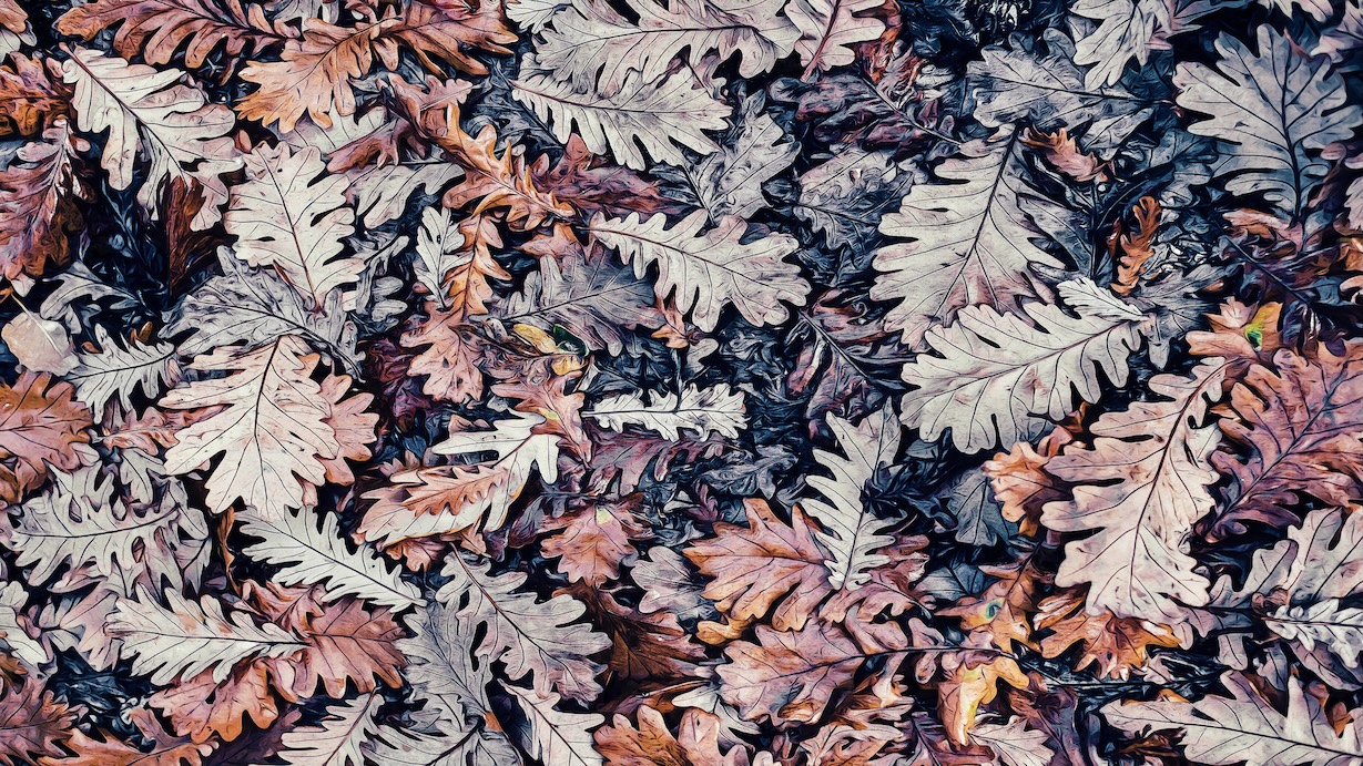 Dry Autumn Leaves - Autumn Leaves Artist Autumn Art