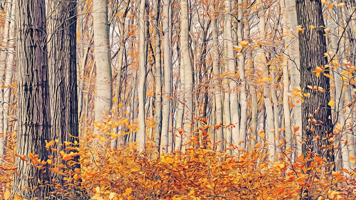 Forest in Autumn - Autumn Forest Artist Autumn Art