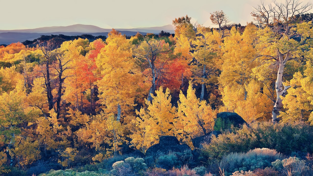 Mountain Forest Fall Landscape - Mountain Fall Artist Autumn Art