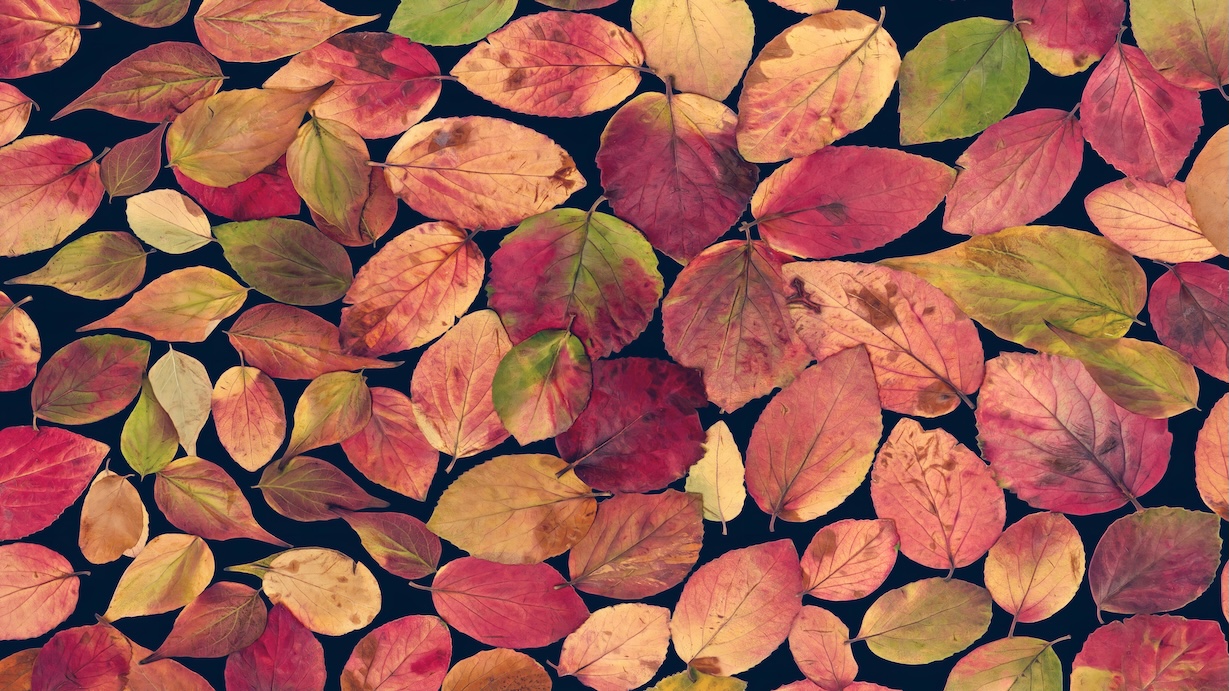 Small Autumn Leaves - Leaf Artist Autumn Art
