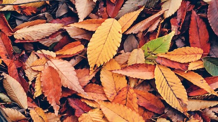 Autumn Fallen Leaves