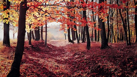 Autumn Forest