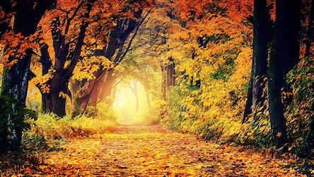 Autumn Forest View