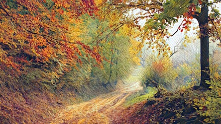 Autumn Morning in Forest