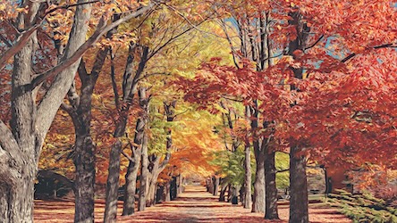 Autumn Park Alley