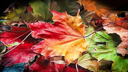 Autumn Season Maple Leaves