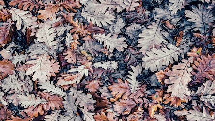 Dry Autumn Leaves