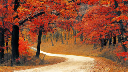 Fall Forest Trail 2