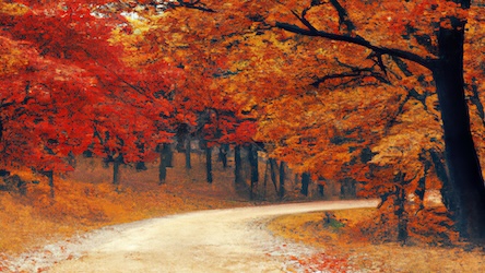 Fall Forest Trail 3