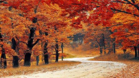 Fall Forest Trail 4