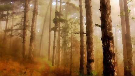 Fog in Forest
