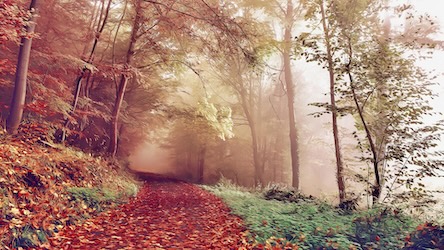 Foggy Fall Forest Trail