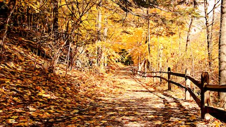 Forest Fall Trail