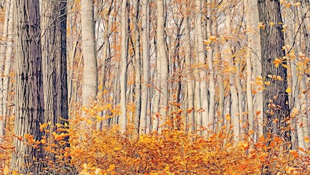 Forest in Autumn