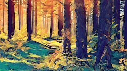 Forest in the Fall
