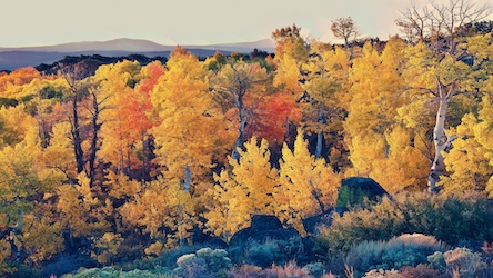 Mountain Forest Fall Landscape