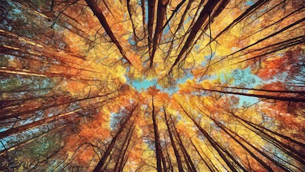 Tree Canopy