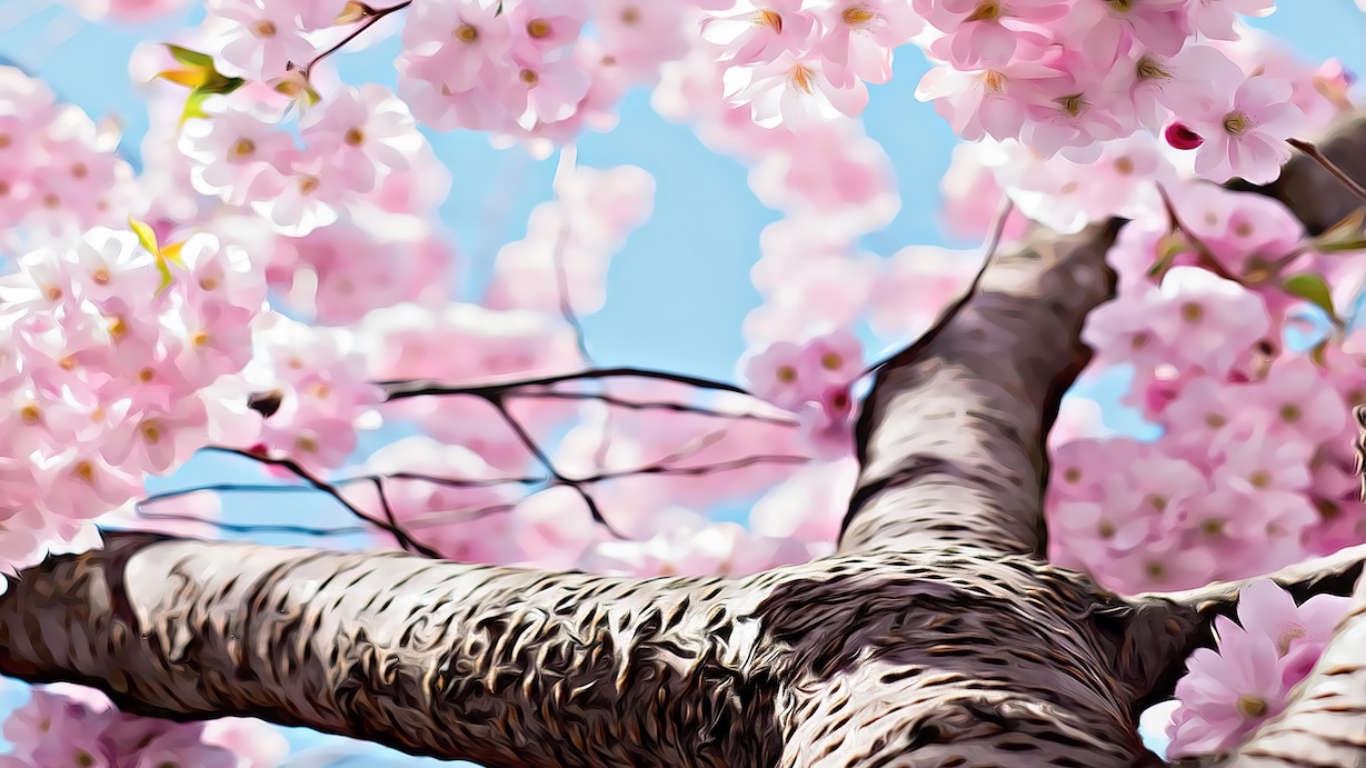 Cherry Blossom - Spring Blossom Artist Spring Art