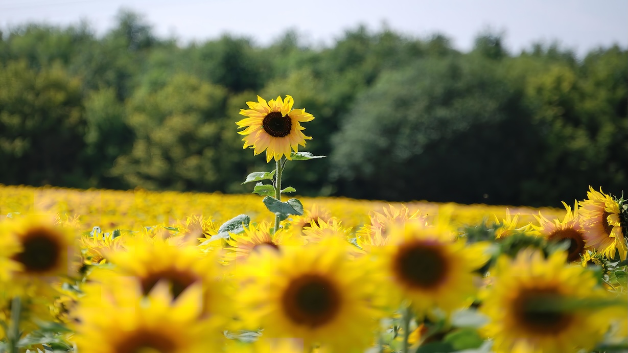 Field of Sunflowers - Sunflower Artist Spring Art