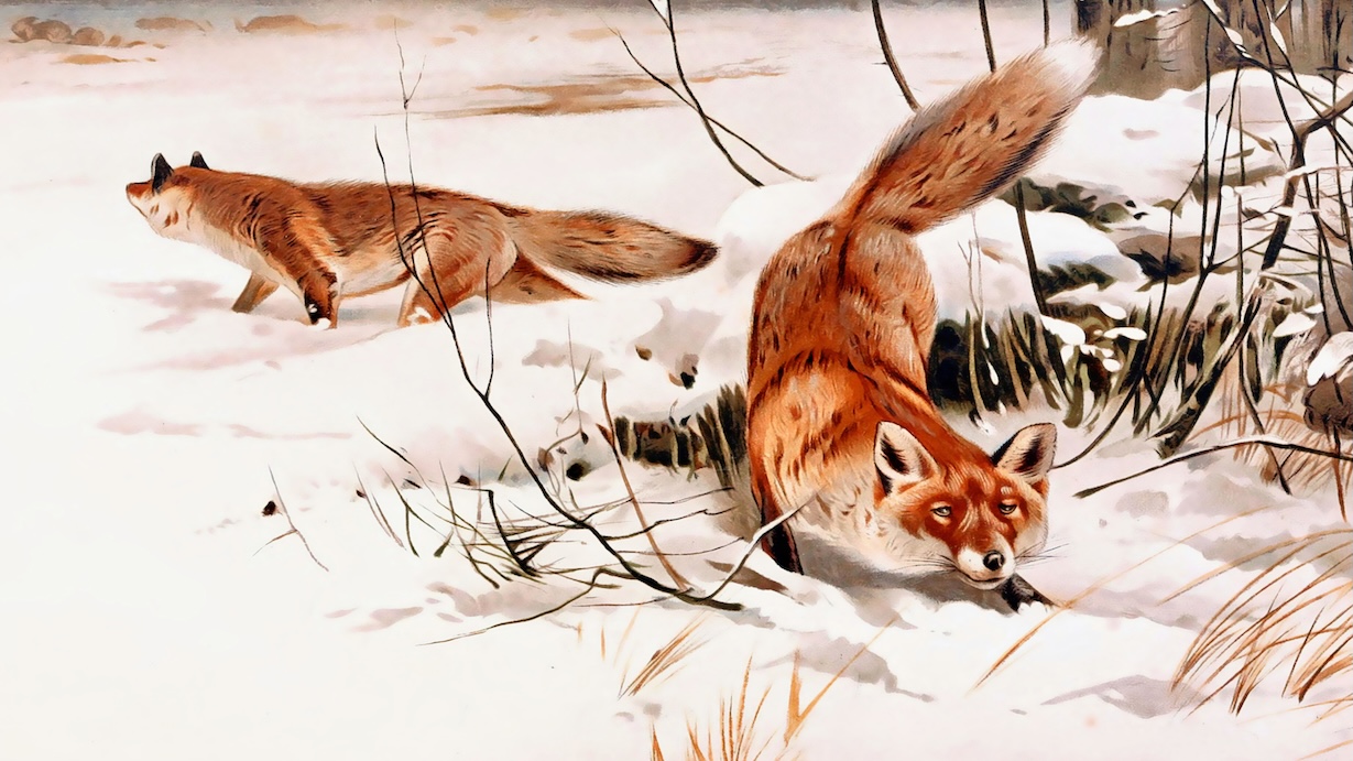 Vintage Fox Winter Snow Painting - Winter Wildlife Artist Vintage Christmas Art