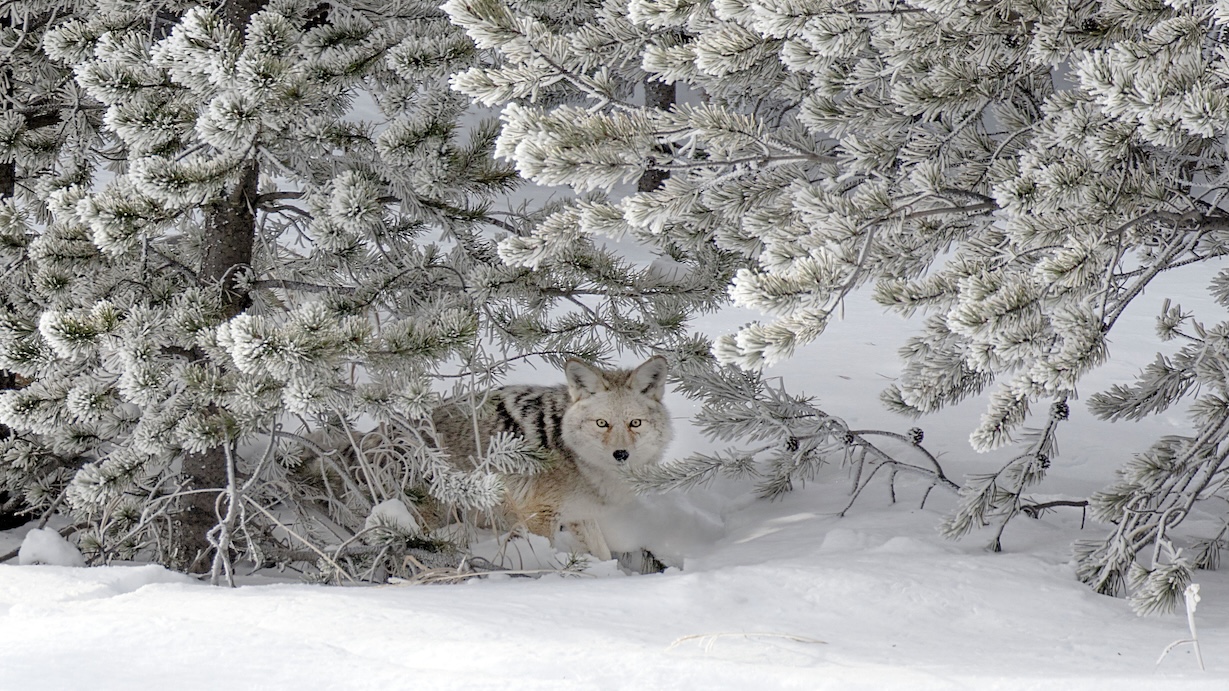 Coyote in Mid-Winter Yellowstone - Yellowstone Wildlife Artist Winter Art