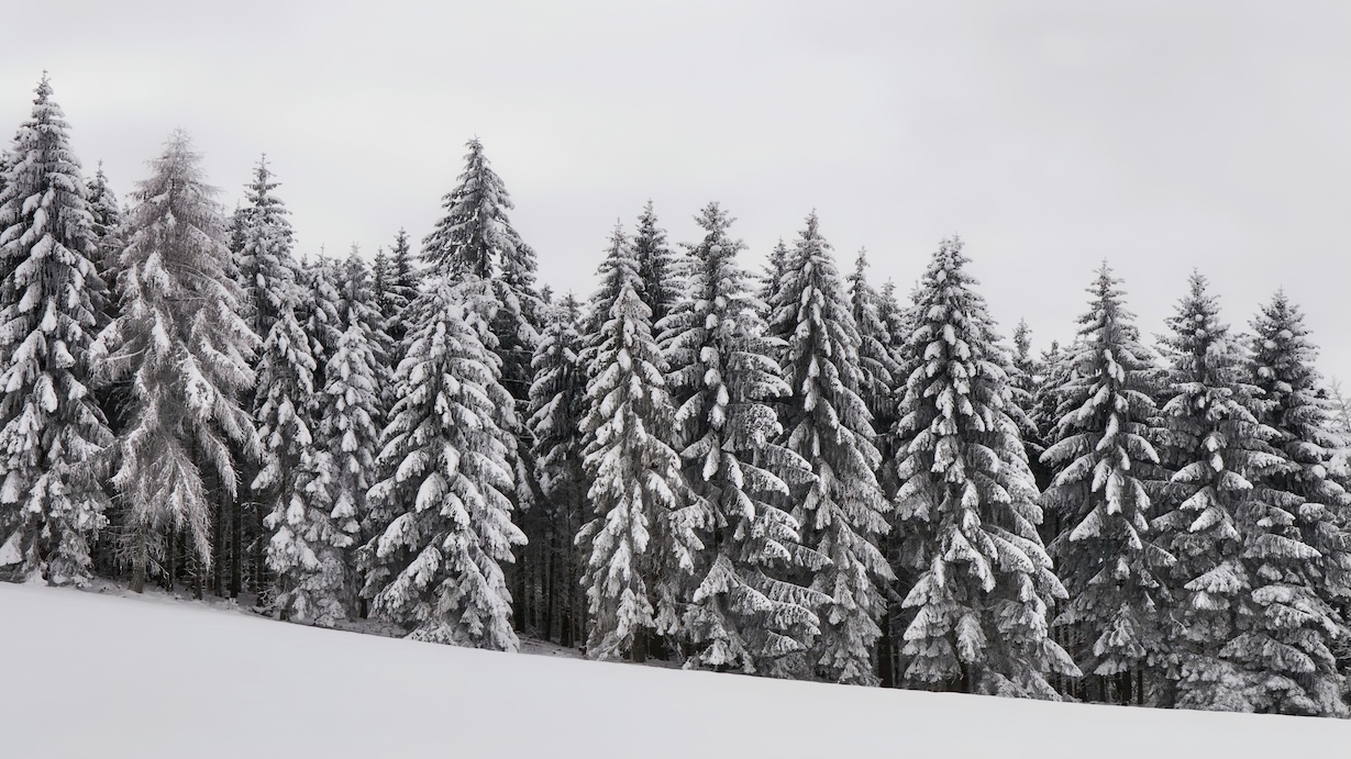 Snow Covered Trees in Forest - Forest Snow Artist Winter Art
