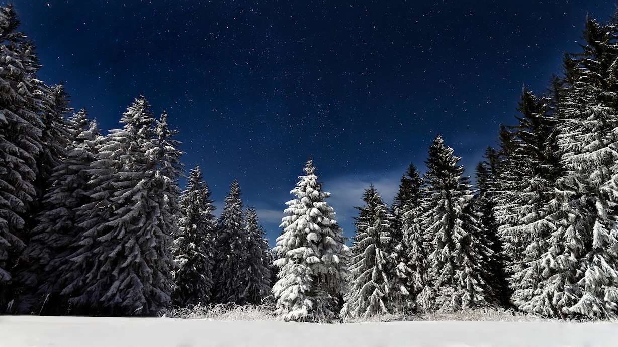 Snowy Woods - Snowy Woods Artist Winter Art