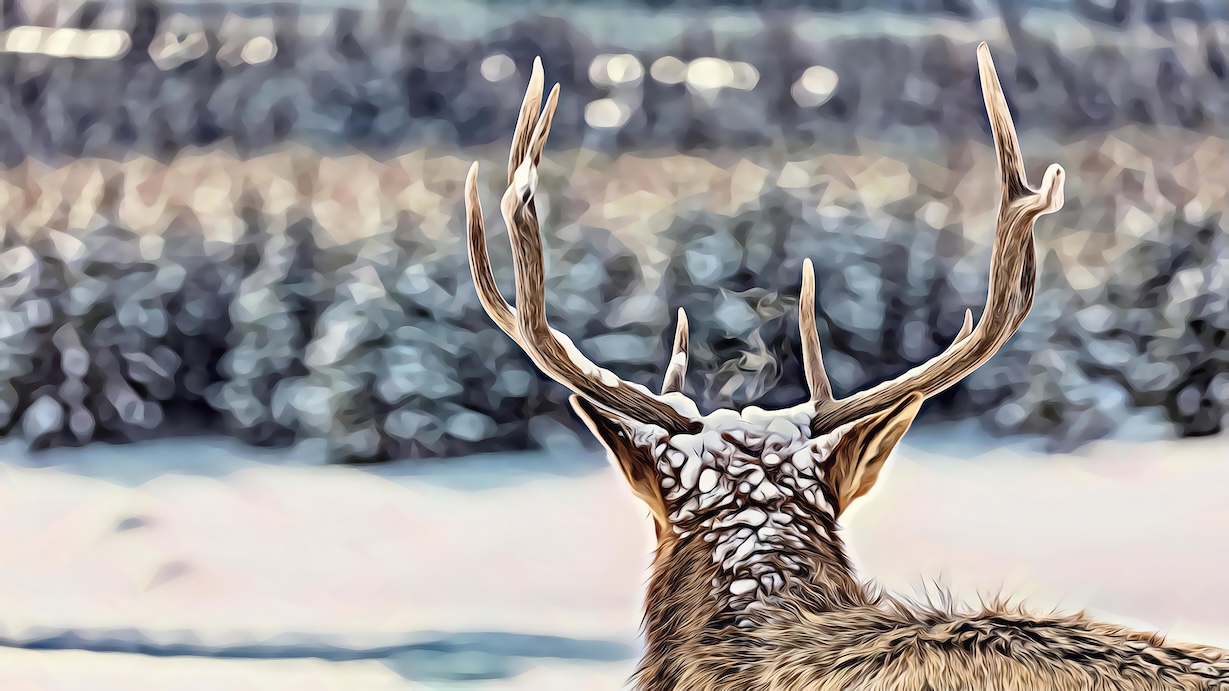 Deer Antlers - Deer Artist Winter Art