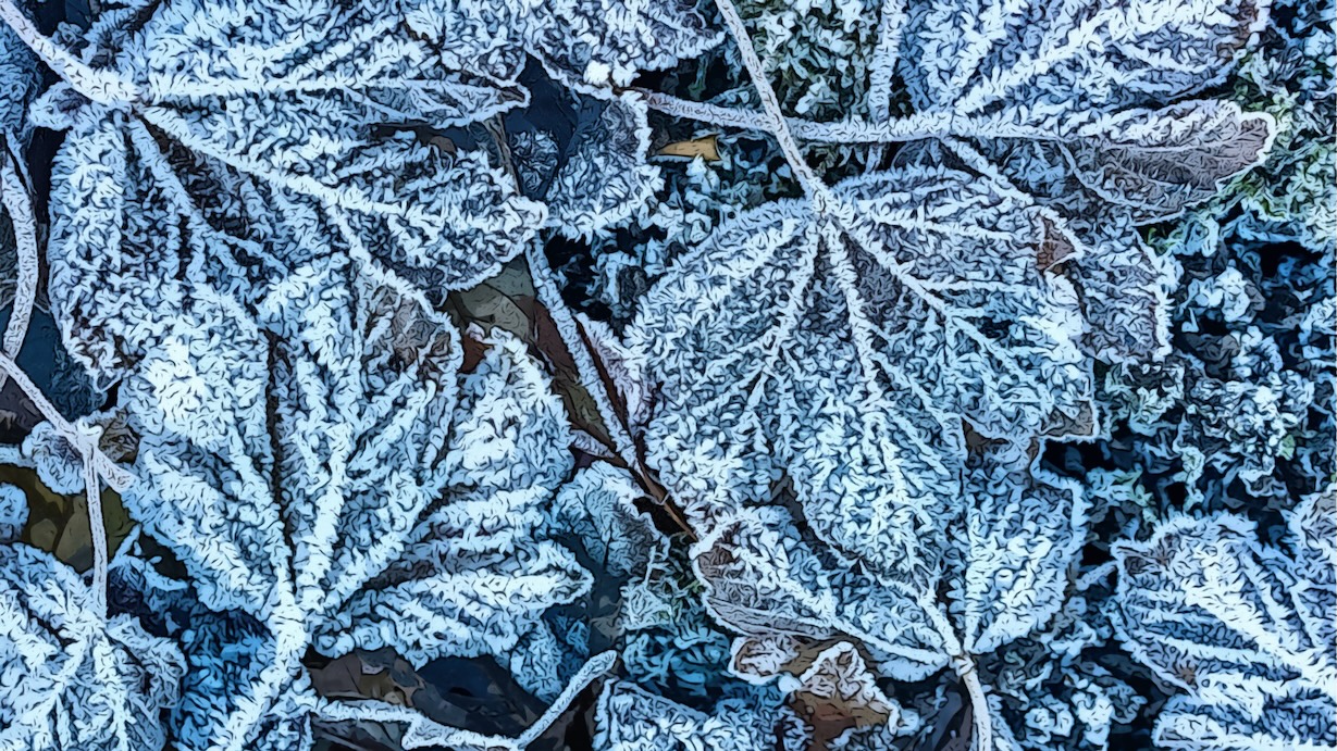 Frosty Morning Leaves - Frosty Morning Artist Winter Art