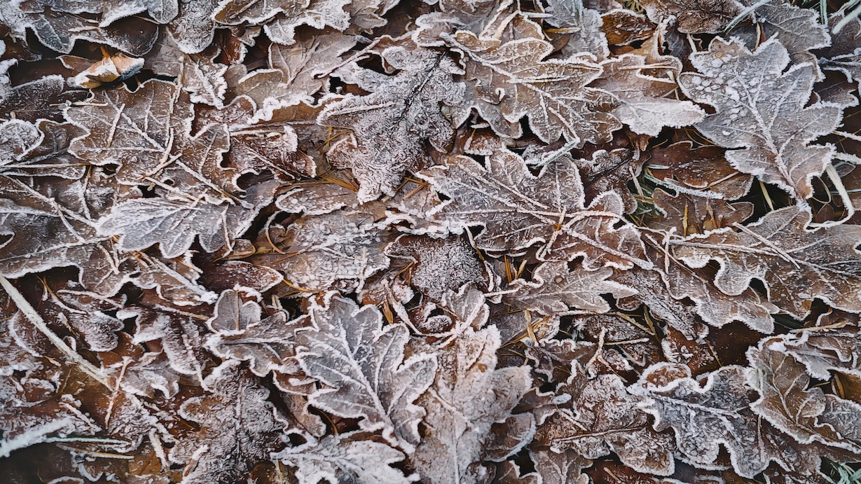 Frozen Fallen Leaves - Frozen Leaves Artist Winter Art