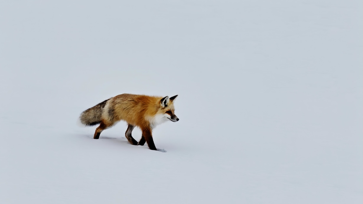 Red Fox in Snow - Fox Artist Winter Art