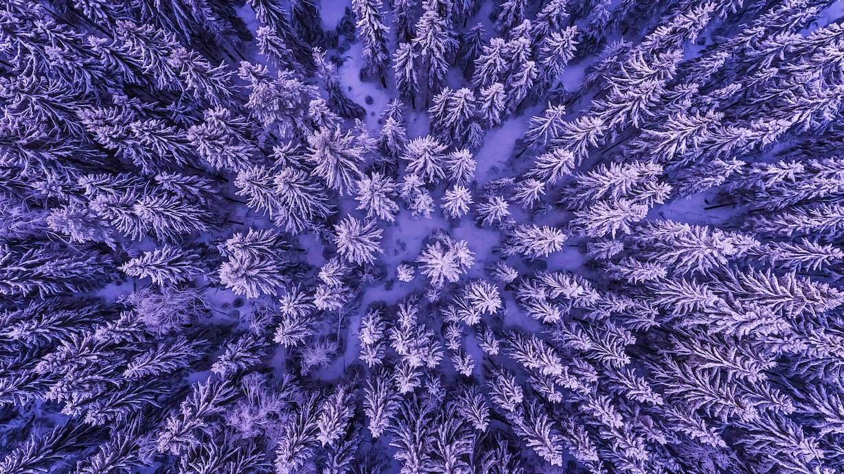 Snowy Winter Forest from Above - Aerial View Artist Winter Art
