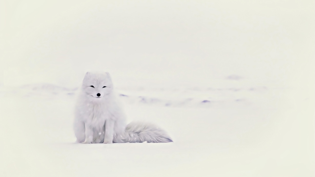 White Arctic Fox in Snow - Wildlife Artist Winter Art