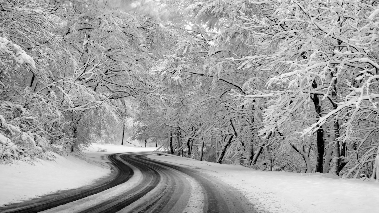 Winter Forest Landscape - Forest Landscape Artist Winter Art