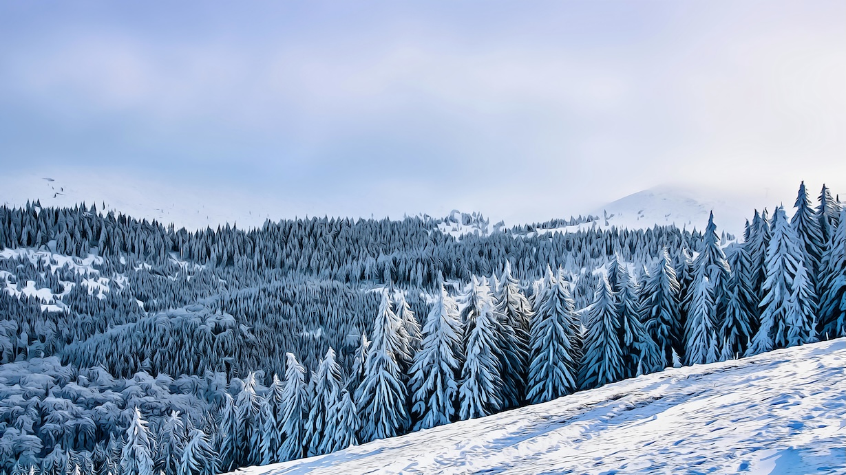 Winter Mountain Pine Trees - Mountain Pine Artist Winter Art