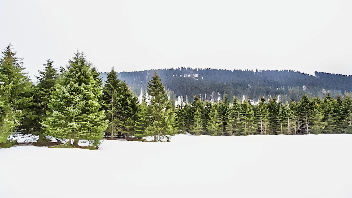Winter Snow Pine Trees - Pine Tree Artist Winter Art